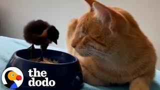 Blind Cat Cuddles With Baby Chicks | The Dodo