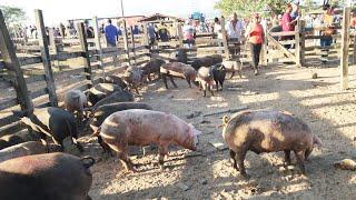 SUÍNOS DE 130 REAIS EM CARUARU-PE, ALÉM DE CAPRINOS E OVINOS 11-03-2025 #nordeste