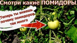 3 легких способа повысить урожайность томатов. Помидоров будет много.