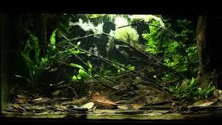 BETTA BIOTOPE TANK - KRABI, THAILAND.