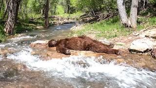 Incredible NEW Bigfoot Footage CONFIRMS The Legend Is REAL!