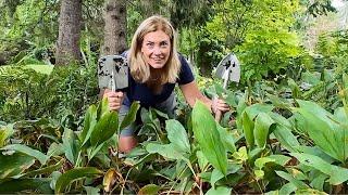 Removing a beautiful nuisance  Lily of the valley has to go