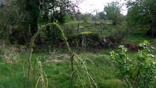 Permaculture at Bealtaine Cottage