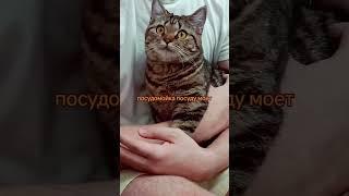 #папа #cat #защита #тренды #youtube #кот #мем #котик #youtubeshorts