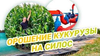 Выращивание кукурузы на силос в засушливых регионах