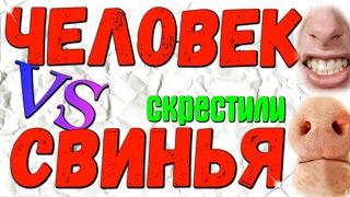 Человека Скрестили Co Свиньей. Впервые В Истории. ГИБРИД Человека и Свиньи ! Жесть Полная