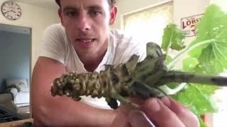 Wasabi Harvest UK