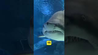Зубы акулы - настоящий природный конвеер #животные #подводныймир #факты