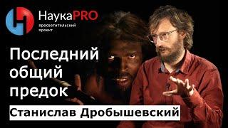 Последний общий предок | Лекции по антропологии – антрополог Станислав Дробышевский | Научпоп