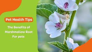 The Benefits of Marshmallow Root for Your Pet