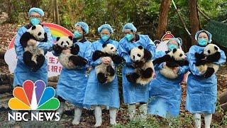 13 Giant Panda Cubs Born In China Make First Public Appearance