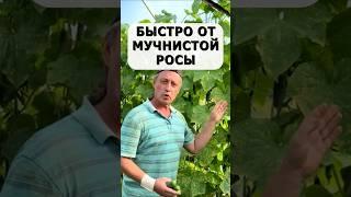 Быстрое средство от мучнистой росы. Без химии и препаратов #огород #дача #сад #урожай #огурцы