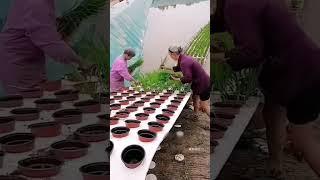 Subscribe for more agriculture trends #trendingshorts #tsfarmers #telugu #vlog #farmingtraditions