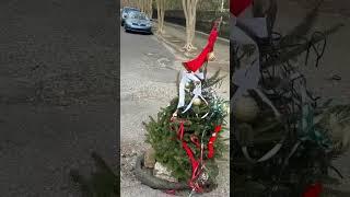 A pothole Chrustmas tree in Garden District in New Orleans #neworleans #christmasdecor