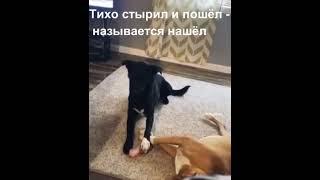 СМЕХОТЕРАПИЯ)) СМЕЙТЕСЬ НА ЗДОРОВЬЯ!#приколы#