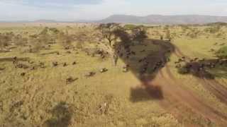 Mind Blowing Experience! | Balloon Safari in Serengeti National Park | Tanzania