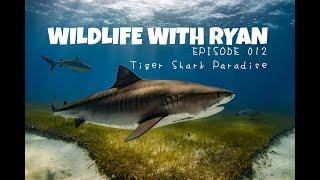 WILDLIFE WITH RYAN    EP. 012    "Tiger Shark Paradise"   (The BEST Conditions at Tiger Beach! )