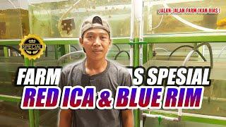 JALAN-JALAN KE FARM IKAN HIAS SPESIAL RED ICA DAN BLUE RIM. DISINI BANYAK MANTEP BANGET !