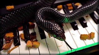 Snakes play on a Piano and an IMPORTANT message about CocoBlox