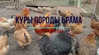 Куры породы брама: плюсы и минусы