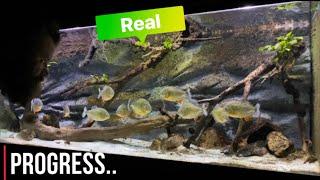 PIRANHA Raw feeding Real results | Bearski Method