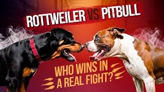 Rottweiler vs  Pitbull – Who Wins in a Real Fight