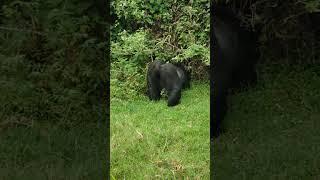 Silverback's  Gentle walk . the smart walk ever