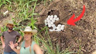 NOT the KIND of NEST we were looking for!