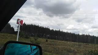 Сосновый ЛЕС, село Макашевка, Воронежская обл .2019