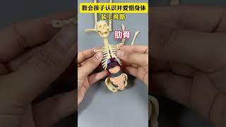 The science popularization closest to life is the human body. With this toy, it is easy to populari