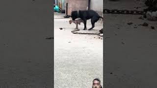 Playing #dog #dogvideo #dogfunny #doggielife