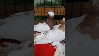 Очень крупные голуби. Двухчубые голуби. Tauben. Pigeons. Palomas. Pombos. 비둘기. کبوترها. الحمائم.