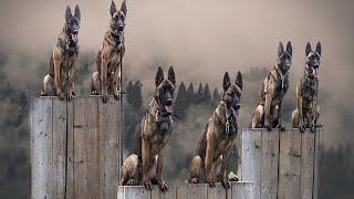 Belgian Malinois: The Insane Superhero Dog