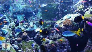 3 HOURS of Beautiful Coral Reef Fish, Relaxing Ocean Fish, Aquarium Fish Tank & Relax Music 1080p HD