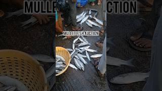 Mullet fish auction # #seafood #fishing #fish auction shorts