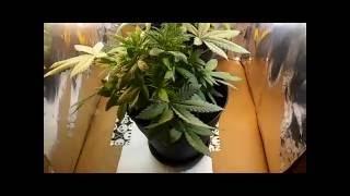 Poor Man's Cannabis Grow with CFL's - Day 1 of Flower in Closet