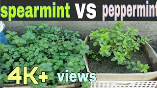 Spearmint vs Peppermint | Different types of mint | Mint vs Peppermint in (Urdu/Hindi)