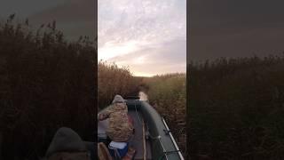 В поиске места для вечерней охоты на