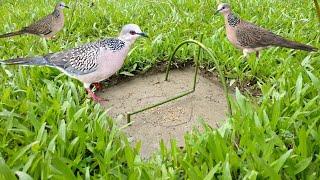 how to make dove bird trap