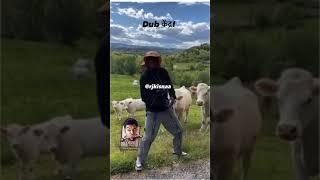 Hello - Dub - Funny - Cow - Daily Dose