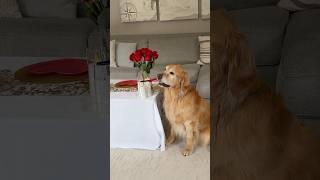 When dogs plan a date 
