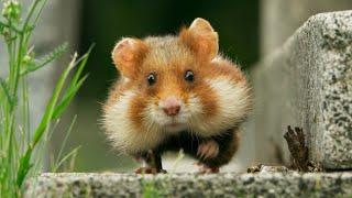 Wild Hamster Has A Graveyard Feast | Seven Worlds, One Planet | BBC Earth