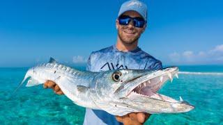 Barracuda Fish Feeding Frenzy - Devouring live baits in Crystal Clear water!