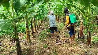 Banana lakatan spray nanaman Tayo mga ka agri