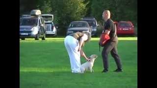 Bull Terrier Miniature Defence