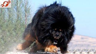  Badass Dog Names - TOP 10 Badass Dog Name Ideas For Male And Female!