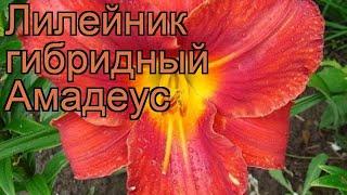 Лилейник гибридный Амадеус (hemerocallis amadeus)  обзор: как сажать, рассада лилейника Амадеус