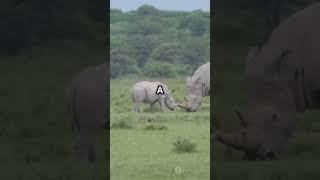 10 Jaw-Dropping Rhino Secrets You Won't Believe Are True #shorts