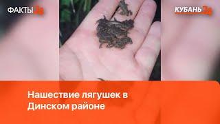 Очевидцы сняли на видео нашествие лягушек на Кубани