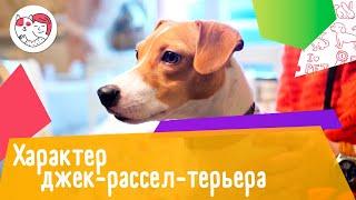 4 особенности характера джек-рассел-терьера